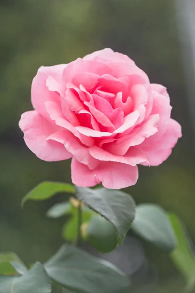 Close-up of a blooming pink rose outdoors, perfect for backgrounds or wallpapers.